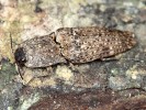 Kovaříci rodu Cryptalaus dosahují velikosti kolem 3 cm a v noci ochotně  přilétají na nasvícené plátno. Foto F. Trnka