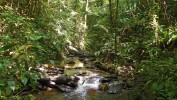 Pestrost nížinného deštného lesa navyšuje síť drobných i větších potoků. Okolí vodotečí vyhledávají především různé druhy saprofágního hmyzu.  Foto O. Machač
