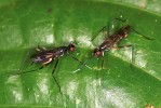 Mnohé druhy dvoukřídlých čeledi štíhlonožkovití (Micropezidae)  napodobují vzhledem i chováním  mravence nebo lumky. Foto P. Kočárek