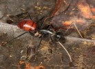 Obrem mezi mravenci je Dinomyrmex gigas dosahující délky až 3 cm. V Ulu Temburong jde o hojný druh. Foto P. Kočárek
