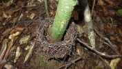 Mravenci Diacama intricatum si  stavějí hnízda při bázi kmene menších stromů. Před nezvanými hosty chrání mraveniště „plůtek“. Foto O. Machač