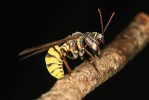 Pakudlanky rodu Euclimacia patřící mezi síťokřídlé (Neuroptera) napodobují vosy nebo sršně tvarem těla, výstražným zbarvením i chováním. Foto P. Kočárek