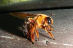 Jiný druh drvodělky (Xylocopa myops) se odlišuje kromě zlatohnědého zbarvení i nezvyklou noční aktivitou. Foto P. Kočárek