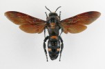 Parazitická žahalka Megascolia  procer se řadí mezi největší blanokřídlé (Hymenoptera) Bornea. Kromě velikosti (rozpětí křídel jedince na fotografii  je 8,8 cm) zaujme i tmavým duhově  proměnlivým (iridescentním) zbarvením křídel. Foto T. Kuras 
