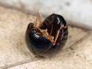 Samice švába rodu Perisphaerus svým vzhledem a schopností stočit se do kuličky připomíná nepříbuzné svinule (Glomeris) a svinky (Armadillidium). Foto F. Trnka