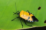 Kněžice Catacanthus incarnatus při pohledu ze svrchní strany hlavou dolů připomíná lidský obličej. Foto P. Kočárek