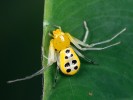 Běžníci rodu Platythomisus rovněž vynikají výstražným zbarvením. Foto F. Trnka