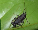 V noci jsou aktivní také bičnatci.  Na Borneu upoutají pozornost velké  druhy z rodu Thelyphonus s délkou těla až 5 cm. Foto O. Machač