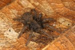 Mravčíci rodu Cryptothele se  odlišují od ostatních zástupců čeledi krátkýma nohama a zploštělým tělem, přizpůsobeným životu na povrchu půdy a v listové hrabance. Foto P. Kočárek