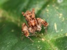 Skákavka pavoukožravá (Portia  fimbriata) se specializuje na lov jiných pavouků. Zbarvením a ochlupením  připomíná v sítích lovených druhů  kus uschlého listu nebo kůry. Foto F. Trnka