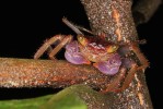 Suchozemští krabi rodu Geosesarma vylézají v noci na vegetaci. Foto P. Kočárek 