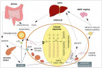 Schéma metabolických procesů v tu­kové buňce a jejich zapojení do celotělového metabolismu lipidů. HSL – lipáza senzitivní k hormonům (Hormone Sensitive Lipase), LPL – lipoproteinová lipáza, VLDL – lipoproteiny o velmi nízké  hustotě (Very Low Density Lipoproteins). Orig. R. Bošková, podle P. Zouhara