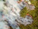 Dynamika požárů je důležitou  součástí přírodních procesů, díky níž  se mnohá prostředí udržují – bez ohně by se změnila v něco jiného. U nás se uměle zakládaných požárů začíná  využívat při snaze udržet vřesoviště  (na snímku řízený požár v Brdech),  která v minulosti vždy občas hořela. Požárovou dynamikou se ale vyznačuje řada suchozemských biomů – tajga,  tvrdolisté dřeviny středozemního typu, savana; tyto biomy by bez požárů  zanikly nebo by se zásadně změnily. Foto P. J. Juračka