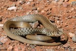 Dalším z endemických hadů  poloostrova je štíhlovka balkánská  (Hierophis gemonensis). Střední Albánie. Foto D. Jablonski
