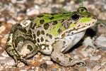 Skokan epeiroský (Pelophylax epeiroticus) žije endemicky hlavně na severo­západě Řecka, vzácně zasahuje až na jih Albánie. Jedinec z albánského Syri i Kaltër. Foto D. Jablonski