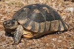 Rovněž jeden zástupce sucho­zemských želv je unikátní pro jižní oblasti Balkánu – želva vroubená (Testudo marginata). Jižní Albánie. Foto D. Jablonski