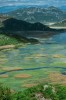 Zarostlé severní okraje Skadarského jezera napájené řekou Crnojevića jsou rájem pro obojživelníky a plazy. Kombinace rozlehlých vodních ploch, měnící se mořská hladina během pliocénu a pleistocénu a poměrně vysoké a strmé hory kolem Skadaru se mohly podepsat na speciačních procesech organismů jak v jezeře, tak kolem něj. Jedním z endemických druhů herpetofauny této oblasti na jihozápadě Balkánského poloostrova s typovou lokalitou na okraji jezera je skokan albánský (Pelophylax shqipericus). Foto D. Jablonski