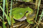 Rosnička zelená (Hyla arborea) se do střední Evropy dostala nejspíše z refugia ležícího někde na jihozápadě Balkánu. Skřehotající samec  z jihovýchodní Albánie. Foto D. Jablonski