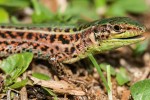 Ještěrka z druhového komplexu  Podarcis ionicus endemického  na jihozápadě Balkánu. Peloponés. Foto D. Jablonski