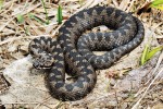 Balkánská linie zmije obecné (Vipera berus bosniensis) – charakteristická geneticky, morfologicky, ale i složením jedu. Pohoří Vitoša, Bulharsko. Foto D. Jablonski