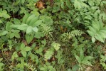 Bylinné patro lesů na vápencích je obvykle druhově velmi bohaté. V podrostu teplomilné doubravy v Českém krasu vidíme na malé ploše kokořík vonný (Polygonatum odoratum), řimbabu  chocholičnatou (Tanacetum corymbosum), jahodník obecný (Fragaria vesca),  vikev plotní (Vicia sepium) a řadu  dalších druhů. Foto M. Chytrý