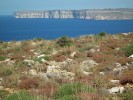 Frygana – vegetační typ složený z keřů, polokeřů a silných pichlavých bylin, typický pro Středozemí.  Vyskytuje se také na lokalitě soustavy chráněných území Evropské unie  Natura 2000 na severním pobřeží Malty. Foto J. Plesník