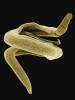 Krevničky se od většiny ostatních motolic liší červovitým tvarem těla,  přizpůsobeným k obývání krevního  řečiště hostitelů. Jsou výjimečné i odděleným pohlavím – mohutní samci mají na břišní straně těla rýhu, ve které opatrují štíhlejš­í samičku produkující vajíčka. Kolorovaný pár krevniček Schistosoma mansoni ve skenovacím elektronovém mikroskopu. Foto J. Bulantová