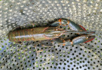  Rak červenoklepetý (Cherax quadricarinatus) je na indonéském ostrově  Lombok invazním druhem. Foto J. Patoka