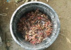 Čeřenem vylovení severoameričtí raci  červení (Procambarus clarkii) jsou na  této lokalitě na Jávě záměrně chováni  v rybnících. Jsou přenašeči v Indonésii  nepůvodního patogenu hnilečku račího  (Aphanomyces astaci), který je původcem račího moru. Foto J. Patoka