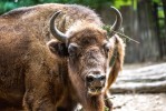 Zubr (Bison bonasus) vznikl hybridizací pleistocenního stepního bizona B. priscus nebo B. schoetensacki z otcovské strany a pratura (Bos primigenius) z mateřské strany. Foto J. Myslivečková