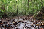 Tropický deštný les – ideální místo, kde hledat světélkující houby. Wehea Forest na Východním Kalimantanu. Foto M. Sochor a Z. Egertová