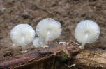 Helmovka Mycena chlorophos nalezená na Východním Kalimantanu v krasové oblasti Sangkulirang-Mangkalihat. Plodnice vyzařovaly intenzivní  zelené světlo po celou noc i během dne. Borneo, Indonésie. Foto M. Sochor a Z. Egertová