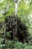 Primární deštný les na vápenci  v krasové oblasti Sangkulirang-Mangkalihat. Východní Kalimantan, Borneo. Foto M. Sochor a Z. Egertová