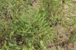 Jedním z nejobtížnějších invazních druhů v Evropě je ambrozie peřenolistá (Ambrosia artemisiifolia, viz str. 241–242), původce nepříjemného alergenního pylu.  Ve své domovině, východní části  Severní Ameriky, osídluje narušené  písčité půdy, jako zde u jezera Champlain ve Vermontu. To vysvětluje, proč je tento druh v Evropě častý právě na písčitých půdách a ve štěrku podél cest  nebo železnic. Foto M. Chytrý