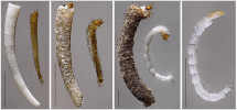 Larvy několika druhů pakomárů (Chironomidae), kteří byli v laboratorních podmínkách nabízeni  jako možná potrava blešivci potočnímu.  Zleva doprava: velmi pevná trubičkovitá schránka z pěnovce a z trubičky vytažená larva pakomára rodu Neostempellina,  pevná schránka z písčitých zrníček  a larva rodu Stempellina, měkká bahnitá trubička a larva rodu Micropsectra,  a larva druhu Monopelopia tenuicalcar, která si žádnou schránku nestaví. Měřítka odpovídají 1 mm. Foto V. Syrovátka