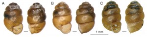 Čelní a boční pohled na ulity v textu komentovaných druhů vrkočů: A – v. věstonický (Vertigo pseudosub­striata); B – v. botanický (V. kushiorensis botanicorum); C – v. Chytrého  (V. chytryi). Foto M. Horsák
