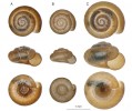Horní, čelní a spodní pohled na ulity v textu uvedených plžů rodu boděnka:  A – b. malinká (Punctum pygmaeum); B – b. ussurijská (P. ussurriense);  C – b. Ložkova (P. lozeki). Foto M. Horsák