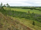 Bazické mokřady v nivách vodních toků s břízou (Betula sp.) a křovinami vrb (Salix spp.) jsou biotopy, kde byla v Jakutsku nalezena boděnka Ložkova (Punctum lozeki). Foto M. Horsák