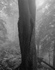 Javor v pralese. Foto B. Prokůpek