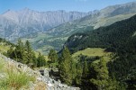 Druhově čisté lesní porosty borovice zobanité pravé (Pinus uncinata subsp. uncinata)  na vápencích v nadmořské výšce  okolo 2 000 m v Západních Alpách  jižně nad obcí Jausiers, Alpes-de-Haute-Provence, Francie. Foto R. Businský