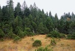 Mladý porost borovice zobanité pravé (P. u. subsp. uncinata) na lesním rašeliništi Horbacher Moor v 1 000 m n. m. v jižním Schwarzwaldu, Bádensko-Württembersko, Německo. Foto R. Businský