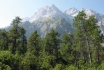 Porost východní variety borovice zobanité (P. uncinata var. ancestralis) na vápencové suti v 1 200 m n. m. pod masivem Hochkalter nad Berchtesgadenem v Horním Bavorsku. Foto R. Businský