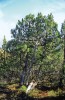 Borovice vystoupavá pravá (Pinus ×ascendens nothosubsp. ascendens) v 1 745 m n. m. nad švýcarským městem Davos. Podle tohoto jedince byl mezidruhový kříženec mezi borovicí zobanitou a klečí (Pinus mugo) v r. 2010 popsán. Foto R. Businský