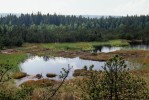 Střední část rašeliniště Topielisko (760 m n. m.) na polské straně Orlických hor (Góry Bystrzyckie) s hybridní populací s převahou borovice vystoupavé Skalického (P. ×ascendens nothosubsp. skalickyi). Foto R. Businský