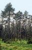 Typický porost borovice zobanité blatky (Pinus uncinata subsp. uliginosa) na jediné moravské lokalitě v národní přírodní rezervaci Dářko (620 m n. m.) u rybníka Velké Dářko ve Žďárských vrších. Foto R. Businský