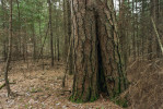 Porost borovice smolné (Pinus resinosa), ve kterém hořelo naposledy před 126 lety. Jedinec s požárovou jizvou v popředí je pamětníkem posledního požáru. Spodní etáž tvoří hustý porost stínomilné jedle balzámové (Abies balsamea) a zmlazení borovice je potlačeno. Minnesota, USA. Foto M. Adámek