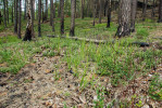 Borový porost dva roky po požáru malé intenzity. Většina jedinců stromů přežila, spálené keříčky brusnice borůvky (Vaccinium myrtillus) obrážejí z podzemních orgánů. CHKO Kokořínsko. Foto M. Adámek