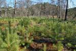 Přirozené zmlazení borovice lesní (Pinus sylvestris) čtyři roky po požáru velké intenzity. CHKO Kokořínsko. Foto M. Adámek
