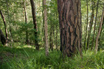 Tlustá borka chránící borovici lesní (Pinus sylvestris) proti ohni. Na kmeni jsou patrné stopy dřívějšího požáru. Chráněná krajinná oblast Slavkovský les. Foto M. Adámek