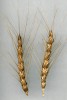 Pšenice naduřelá (T. turgidum skupina Turgidum) se sice nápadně liší od dvouzrnky (Triticum turgidum skupina Dicoccon), vzhledem ke geno­mové konstituci však patří k jedinému druhu. Dnes se u nás nacházejí jen v geno­fondových sbírkách. Foto P. Vobořil